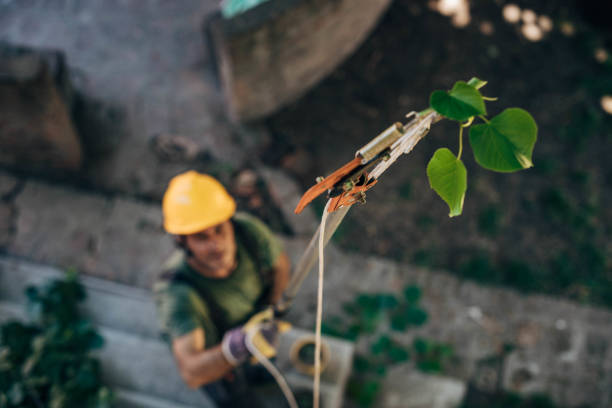 How Our Tree Care Process Works  in Eagle Lake, TX